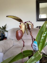 Paph. sanderianum x sib ('Dr. John Doherty' AM/AOS x 'Sam Tsui' AM