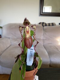 Paph. sanderianum x sib ('Dr. John Doherty' AM/AOS x 'Sam Tsui' AM