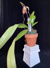Paph. sanderianum x sib ('Dr. John Doherty' AM/AOS x 'Sam Tsui' AM