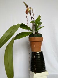 Paph. sanderianum x sib ('Dr. John Doherty' AM/AOS x 'Sam Tsui' AM