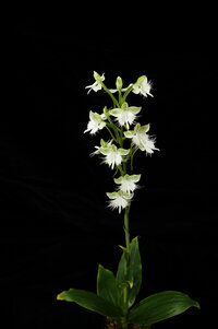 Pectabenaria Pyewacket Hab Season Begins! Pectabenaria Ptarmigan | Slippertalk Orchid Forum
