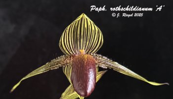 Paph. rothschildianum ‘A’ | Slippertalk Orchid Forum